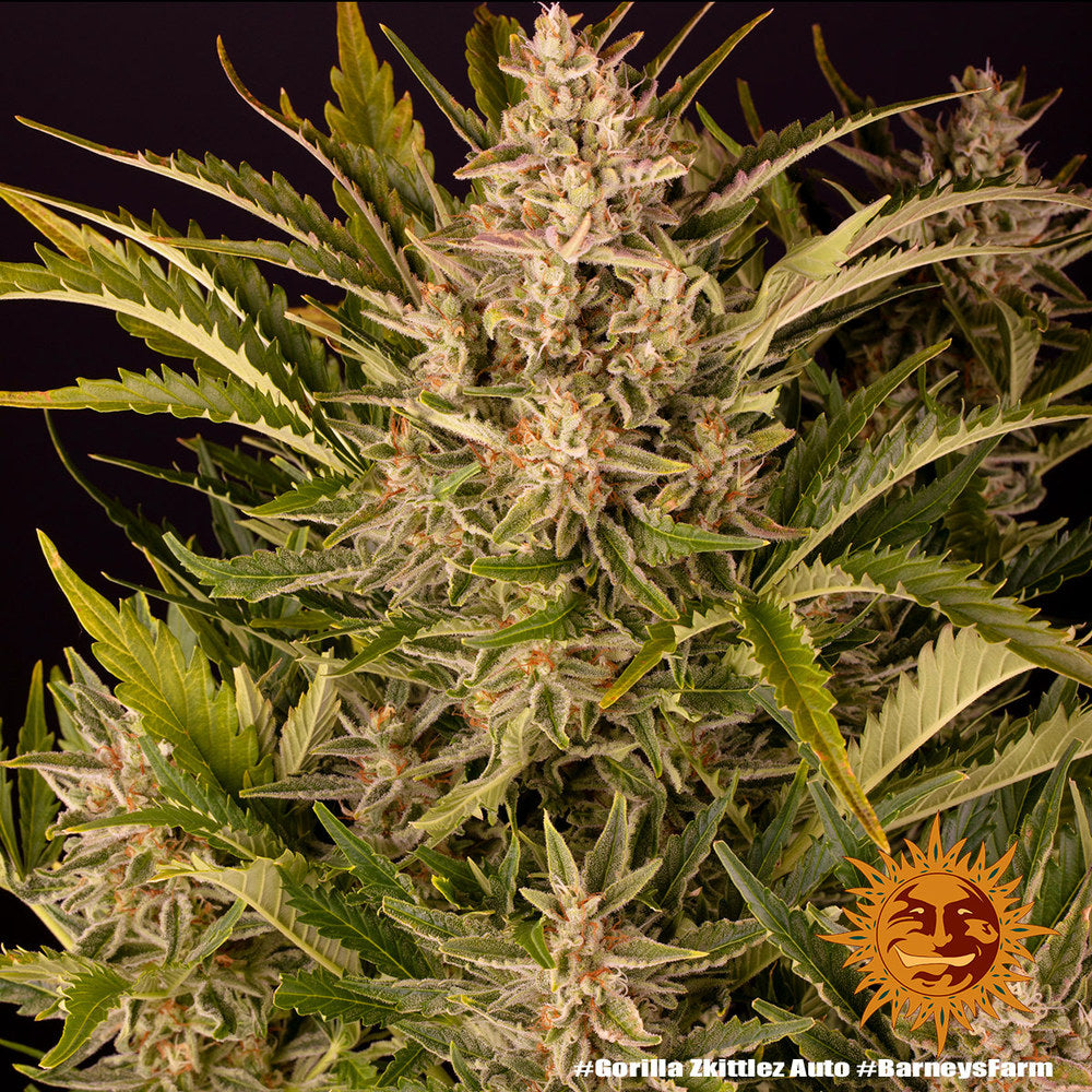 Gorilla Zkittlez Auto Cannabis Samen